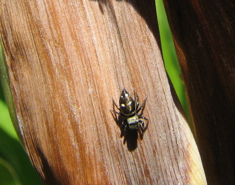 Heliophanus sp.